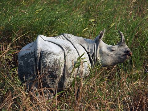 Indian One-horned Rhino © W Scott