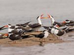 Indian Skimmers © P Clarke