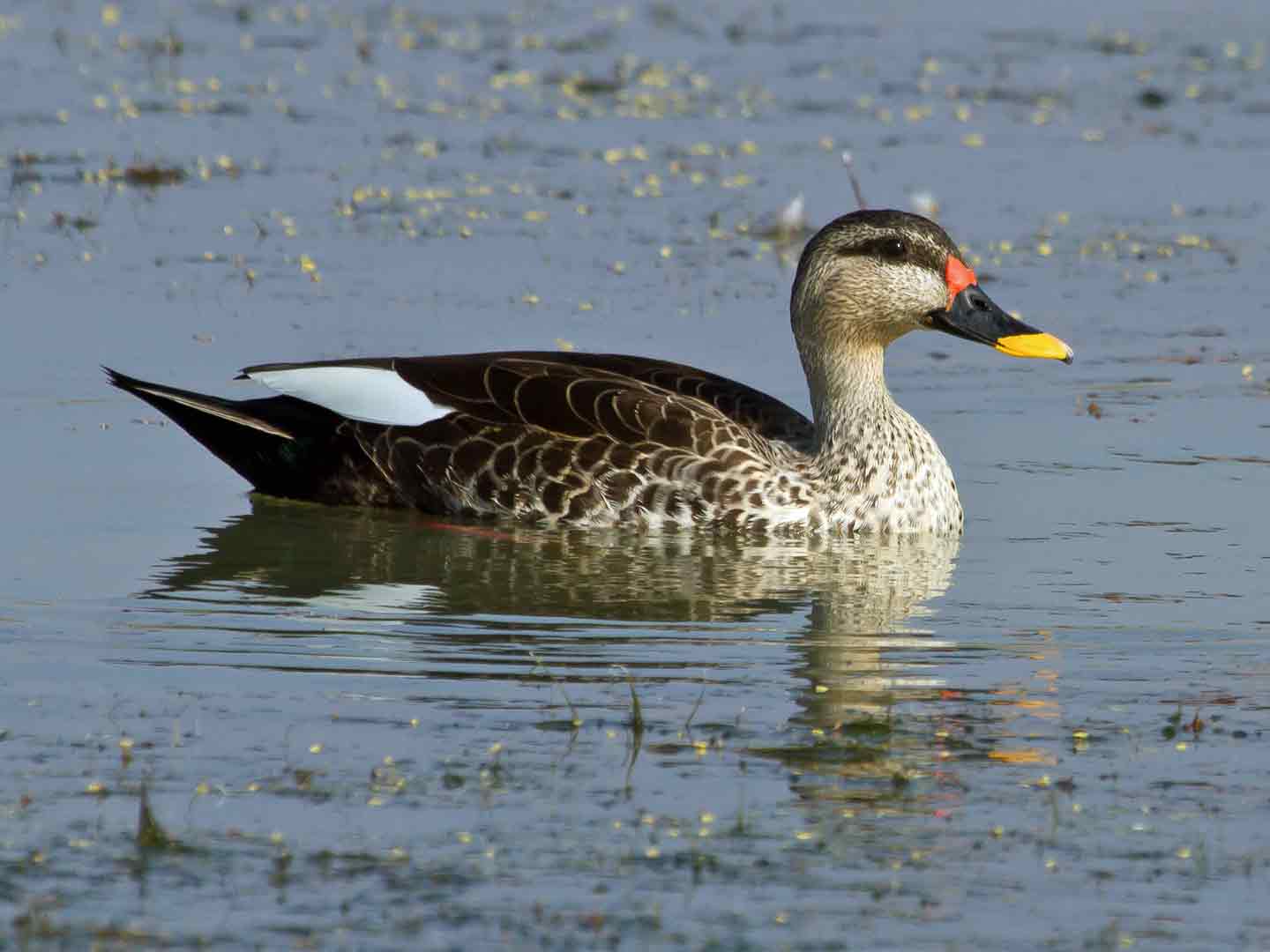 Indian Spot-billed Duck © T Lawson