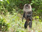 Lion-tailed Macaque © R Wasley
