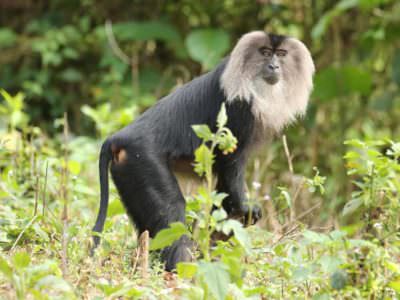 Lion-tailed Macaque © R Wasley