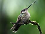 Magnificent Hummingbird © J Badley