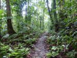 Makandawa Forest Trail at Kithulgala © R Wakely