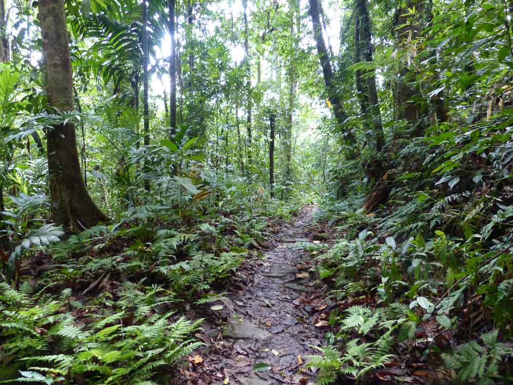 Makandawa forest trail, Kithulgala © R Wakely