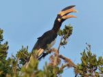 Malabar Pied Hornbill © E Wakely