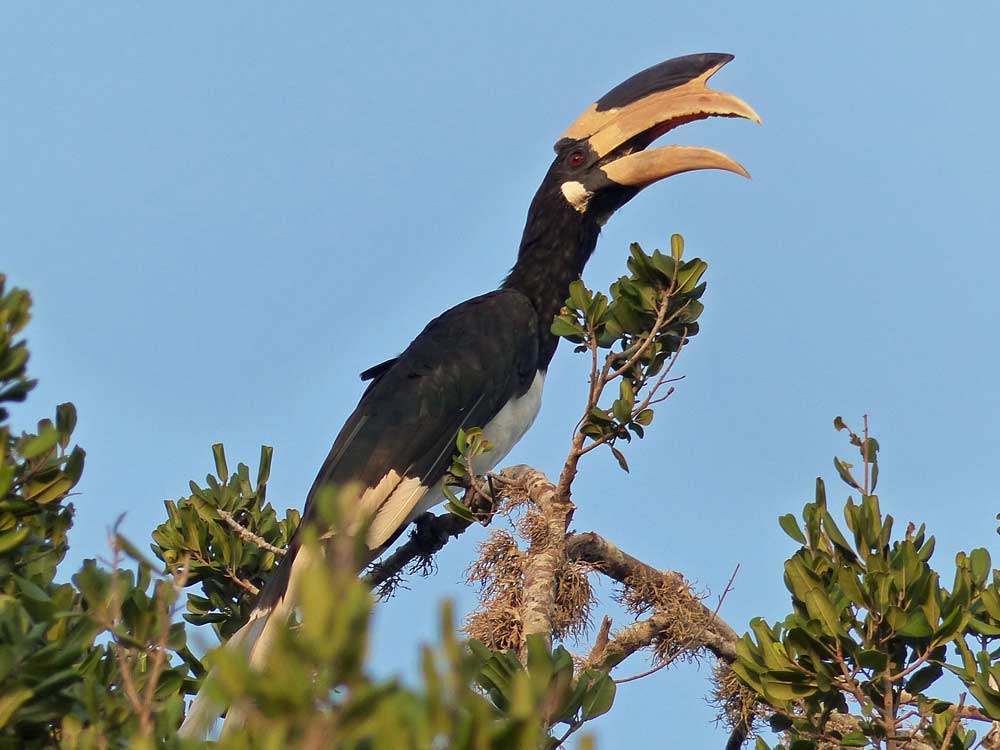 Malabar Pied Hornbill © E Wakely