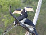 Malabar Pied Hornbills © C Kitchin