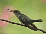 Many-spotted Hummingbird © K Barnes