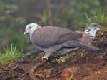 Nilgiri Wood Pigeon © R Wasley