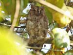 Oriental Scops Owl © R Wasley