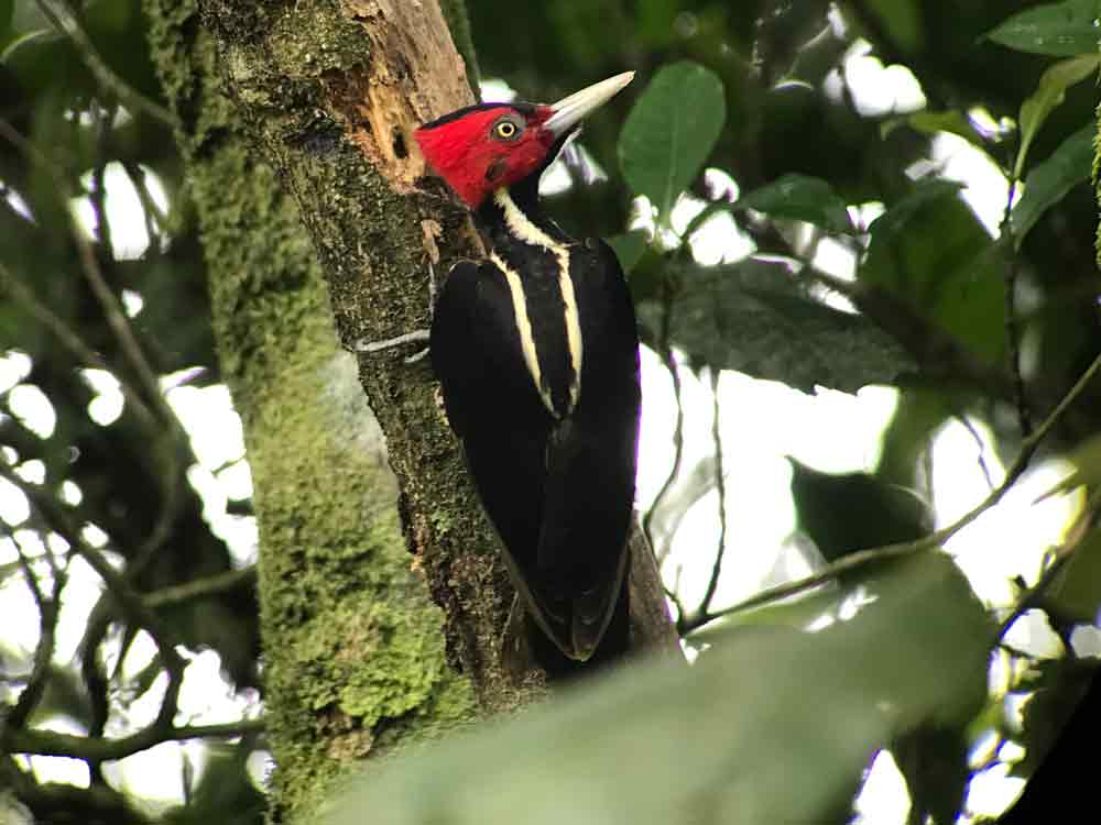 Pale-billed Woodpecker © J Badley