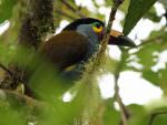 Plate-billed Mountain Toucan © M O'Dell