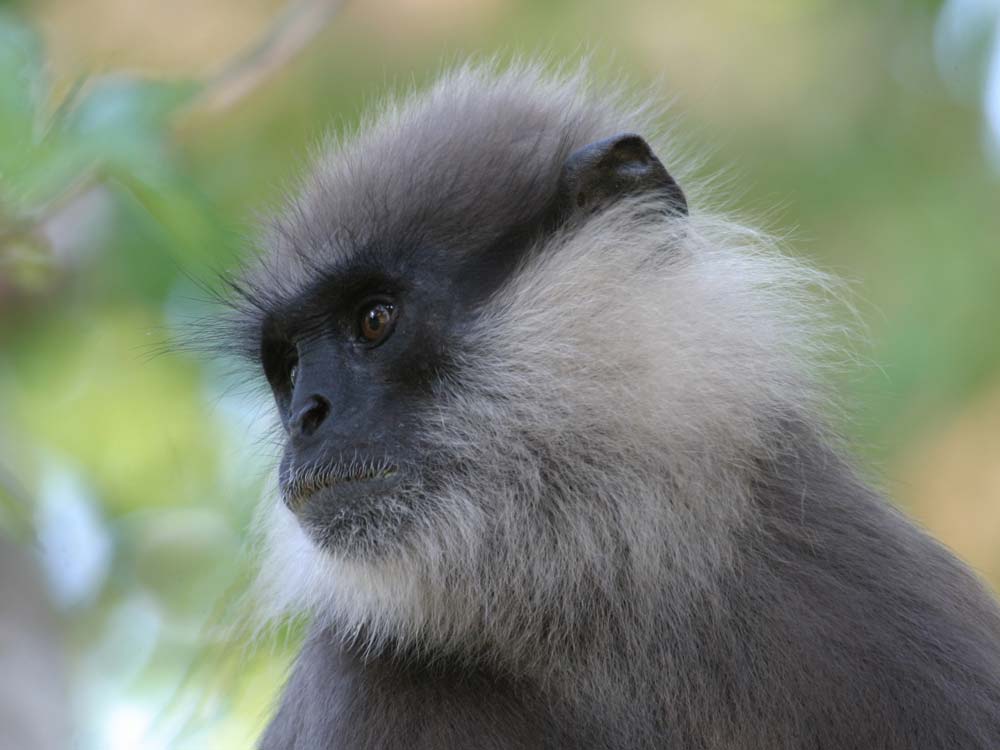Purple-faced Leaf Monkey © G de Silva Wijeyeratne