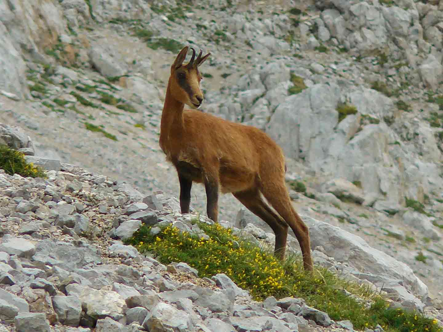 Rebeco or Southern Chamois © J Sykes