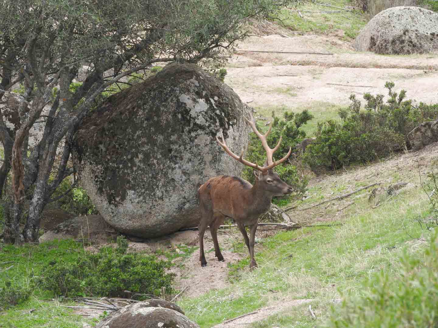 Red Deer, La Lancha © H Moore