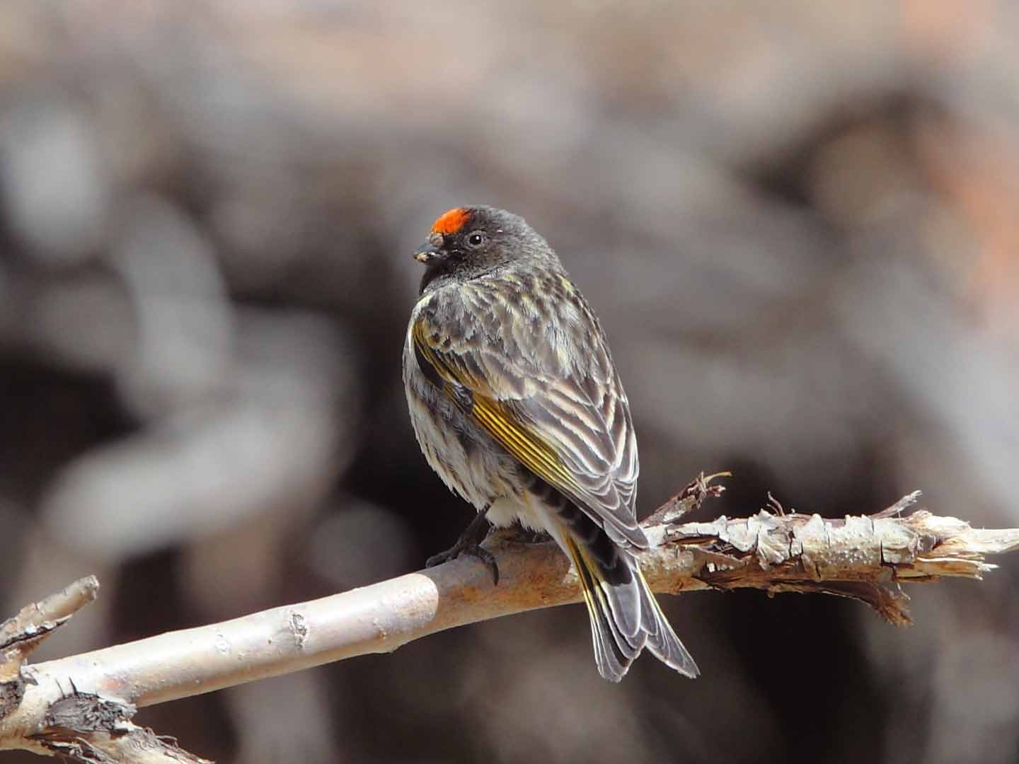 Red-fronted Serin © N Robinson