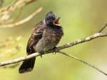 Red-vented Bulbul © R Wasley