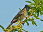 Red-vented Bulbul © T Lawson