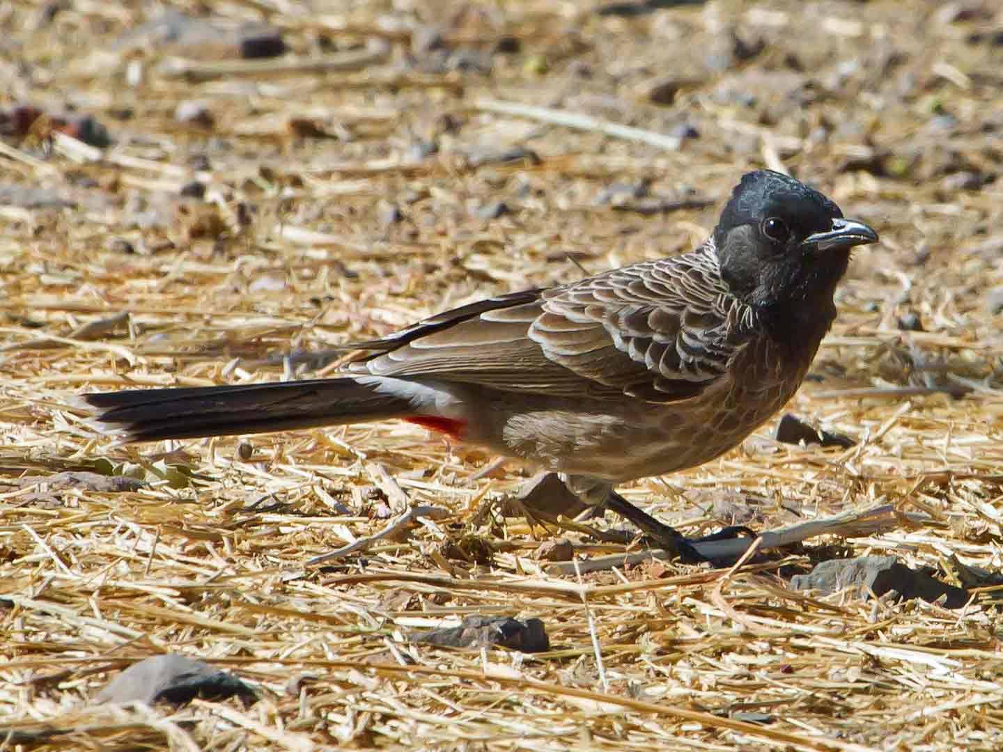 Red-vented Bulbul © T Lawson