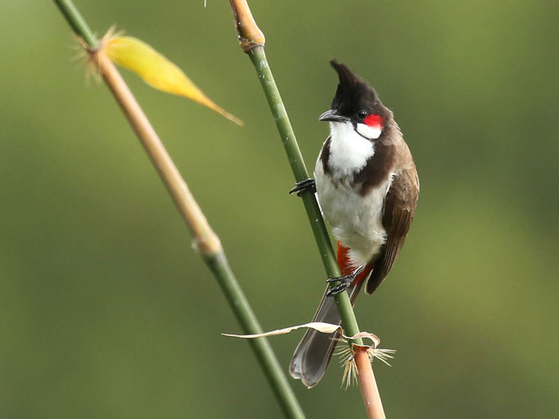 Red-whiskered Bulbul © R Wasley