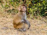 Rhesus Macaque youngster © P Clarke