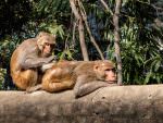 Rhesus Macaques © P Clarke