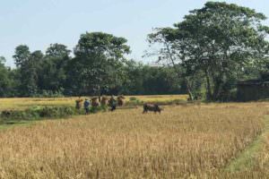 Rice fields Kakoijana Community Reserve Forest © J Thomas