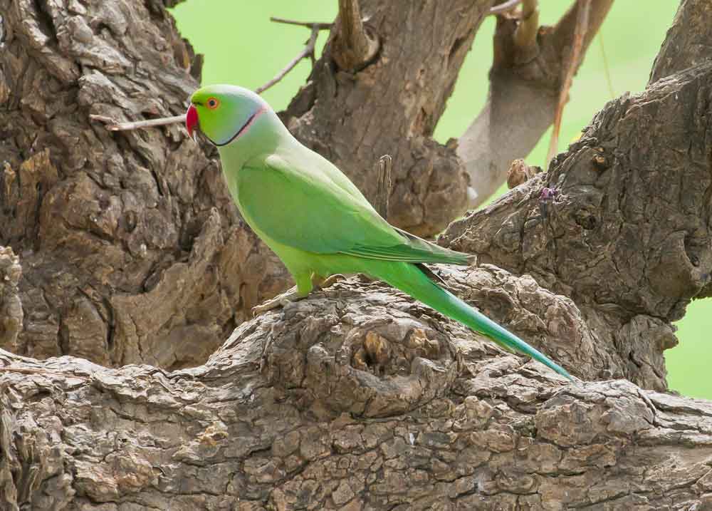 Rose-ringed Parakeet © T Lawson