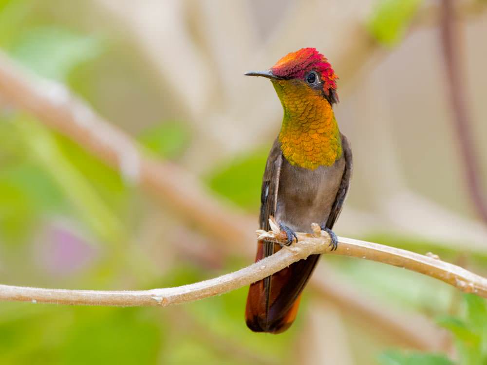 Ruby-topaz Hummingbird © Rafael Lau