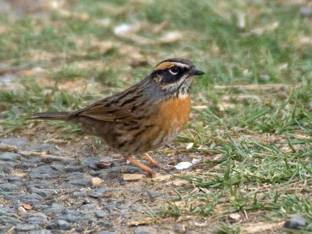 Rufous-breasted Accentor © J Bridges