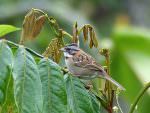 Rufous-collared Sparrow © D Bridges