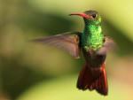Rufous-tailed Hummingbird © M O'Dell