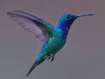 Sapphire-throated Hummingbird © Uwe Speck