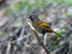 Scaly Laughingthrush © Wild About Travel