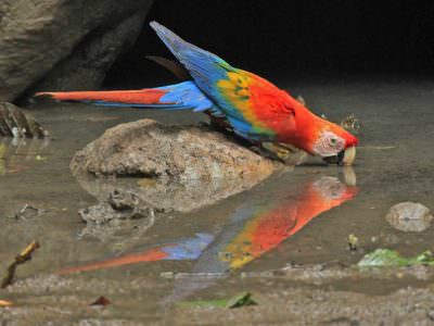 Scarlet Macaw © K Barnes