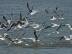 Slender-billed Gulls © J Sykes