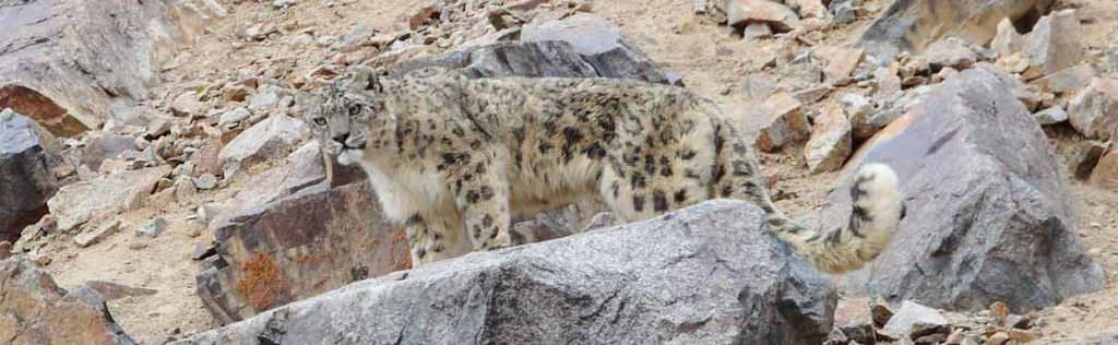 Snow-Leopard-Ladakh-©-N-Robinson