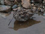 Solitary Snipe © Wild About Travel