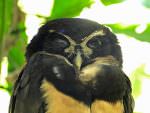 Spectacled Owl © J Badley