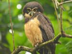 Spectacled Owl © R Knott
