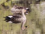 Spot-billed Ducks © P Clarke
