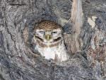 Spotted Owlet © P Clarke