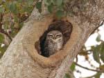 Spotted Owlet © R Wasley