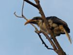 Sri Lanka Grey Hornbill © J Thomas