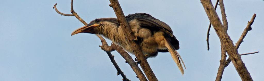 Sri Lanka Grey Hornbill on Sri Lanka endemic birding tour