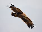 Steppe Eagle © C Bradshaw