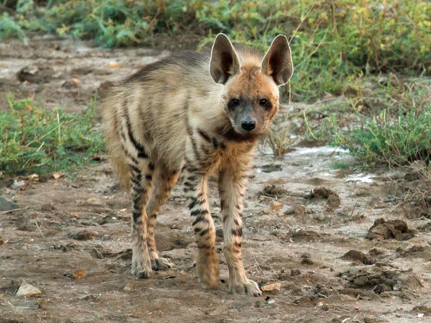 Striped Hyena Velavadar National Park © G Dean