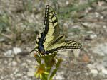 Swallowtail, Pego Marsh © J Sykes