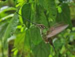 Sword-billed Hummingbird © K Barnes