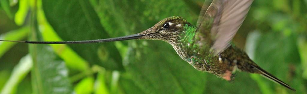 Sword-billed Hummingbird © K Barnes